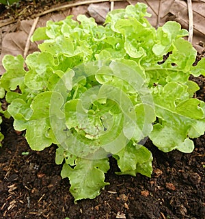 Green Lettuce or Lactuca sativa in the organic vegetable plots. photo