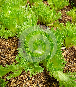 Green Lettuce or Lactuca sativa in the organic vegetable plots. photo