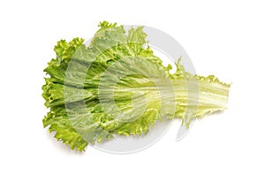 Green lettuce leaf