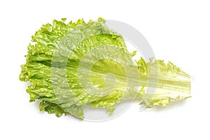 Green lettuce leaf