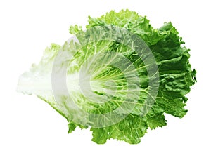 Green Lettuce Leaf