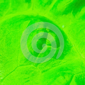 Green lettuce leaf close up. Fresh salad texture background. Vegetarian food. Vegetable and vitamins products. Macro photo.