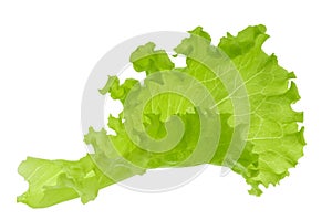 Green lettuce leaf isolated without shadow