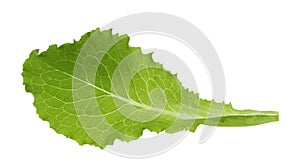 Green lettuce leaf isolated without shadow