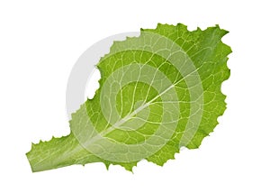 Green lettuce leaf isolated without shadow