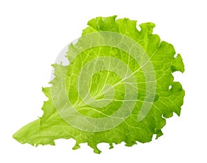 Green lettuce leaf isolated without shadow