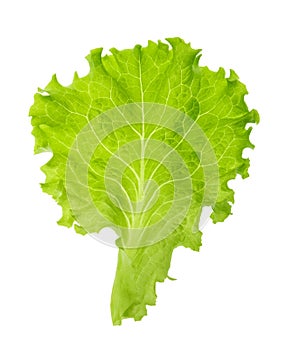 Green lettuce leaf isolated without shadow clipping path