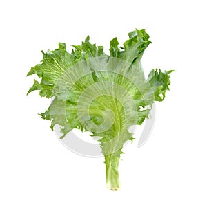 Green lettuce leaf isolated on white