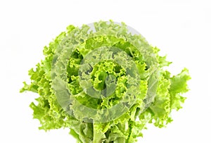 Green lettuce leaf