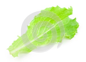 Green lettuce leaf