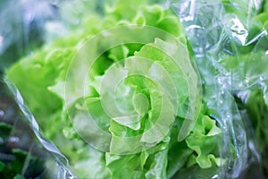 Green lettuce leaves in cellophane packaging closeup