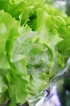 Green lettuce leaves in cellophane packaging closeup