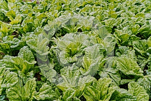 Green Lettuce leaves on garden beds in the vegetable field.