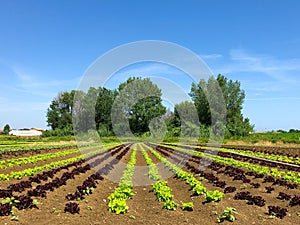 Green Lettuce leaves on garden beds in the vegetable field. Gardening background with green Salad plants in the open