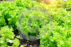 Green Lettuce leaves on garden beds in the vegetable field. Gardening green Salad plants in the open ground