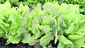 green lettuce leaves grow on beds in the garden