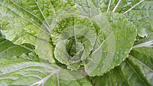 green lettuce leaves grow healthily and grow abundantly photo