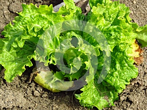 Green Lettuce leaves grown in the garden, salad. lettuce cultivars. Organic vegetable gardening, farming. photo
