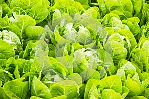 Green lettuce plant growing in the vegetable garden