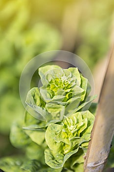 Green lettuce plant ready to give flower