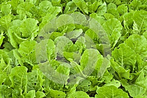 Green lettuce plantation. green organic vegetable leaves has a h