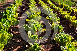 Green lettuce plants on field