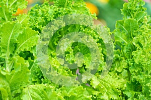 Green lettuce plants in the summer garden, close-up on the beds in the vegetable garden. Gardening, plants in the open