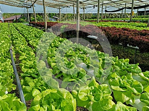 Green lettuce, Red oak, green oak, frillice iceberg , cultivation hydroponicâ€‹ farm.green vegetable in farm plant market.