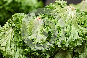 Green lettuce salad