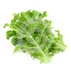 Green lettuce salad fresh leaf