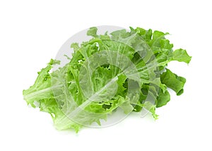 Green lettuce salad fresh leaf