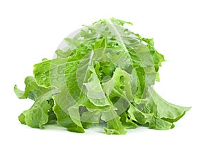 Green lettuce salad fresh leaf