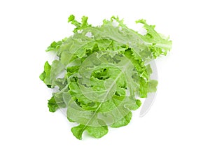 Green lettuce salad fresh leaf