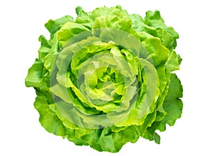 Green lettuce salad head