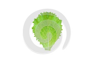 Green lettuce salad leaf isolated on white. Transparent png additional format.