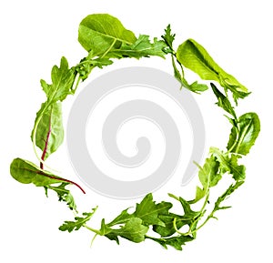 Green lettuce salad leafs isolated on white background