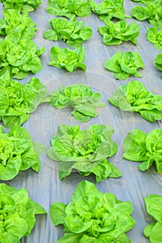 Green lettuce salad plantation