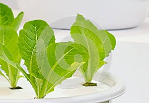 Green lettuce seedling