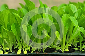 Green lettuce seedling. food and vegetable