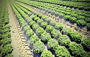 Green lettuce in the summer on the fertile sandy soil with vinta