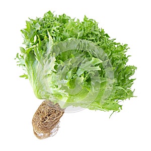 Green lettuce vegetable isolated  white background
