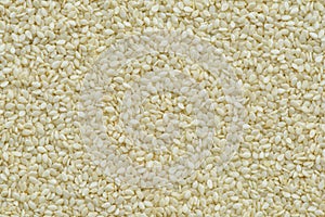 Green Lettuce vegetavles in hydrophonic farm