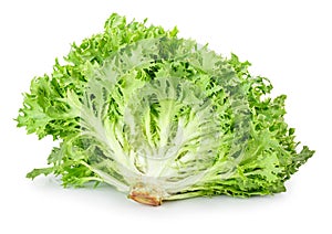 Green lettuce on white