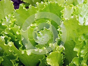 Green lettuces