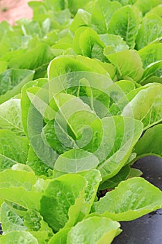 Green Lettuces