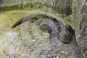 Green lezard seen at the zoo