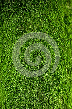 Green lichen background