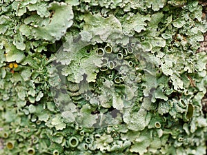 Green lichen background