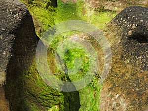 Green lichen on coastal rock wall in Australia