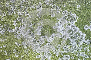 Green lichen on concrete slab.